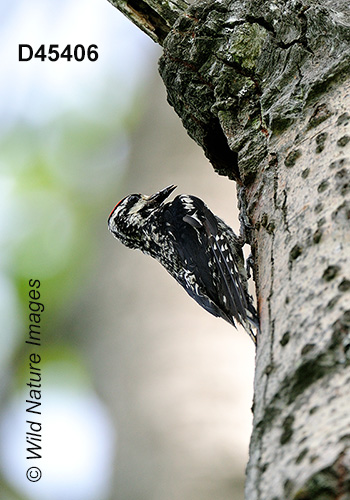 Yellow-bellied Sapsucker (Sphyrapicus varius)